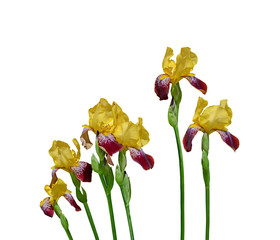 Beautiful motley Irises isolated on a white background