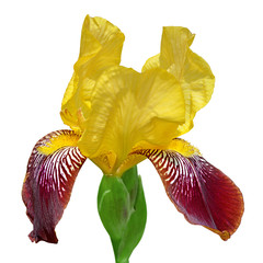 Beautiful motley iris isolated on a white background