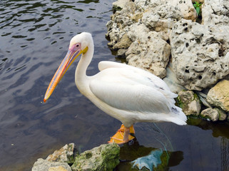 the beautiful Pelican