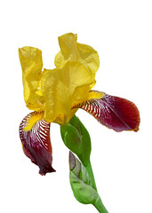Beautiful motley iris isolated on a white background