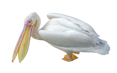 the beautiful Pelican