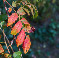 Obraz premium Bright yellow and red toothed leaves in autumn in the light of the setting sun