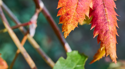 Obraz premium Bright yellow and red toothed leaves in autumn in the light of the setting sun