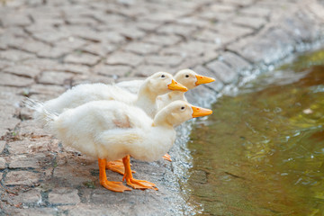 american pekin ducks near the pond