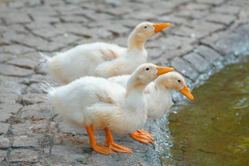 american pekin ducks near the pond