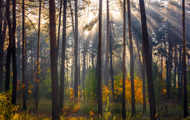 Forest. Beautiful autumn morning. The sun's rays play in the branches of trees.