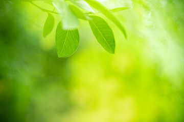Nature of green leaf in garden at summer. Natural green leaves plants using as spring background cover page greenery environment ecology wallpaper