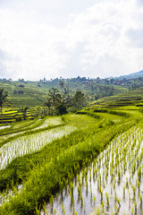 Rice fields of Jatiluwih in southeast Bali