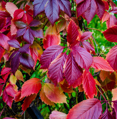 Red autumn leaves on the bushes.