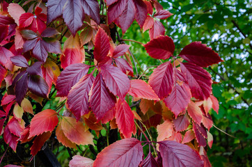 Red autumn leaves on the bushes.