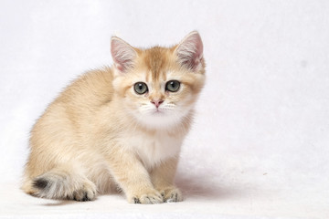 The British Shorthair Cat in room