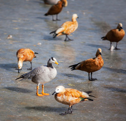 Ruddy shelducks and a bar-headed goose wintering in Lhasa, Tibet