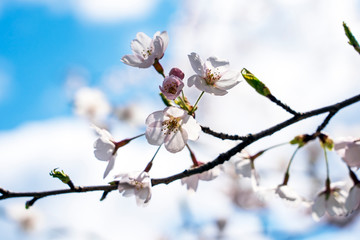 桜の花アップ　卯辰山公園四百年の森