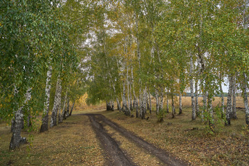 Obraz premium A quiet autumn dawn over the lake in sunlight. The birches were covered with Golden leaves.