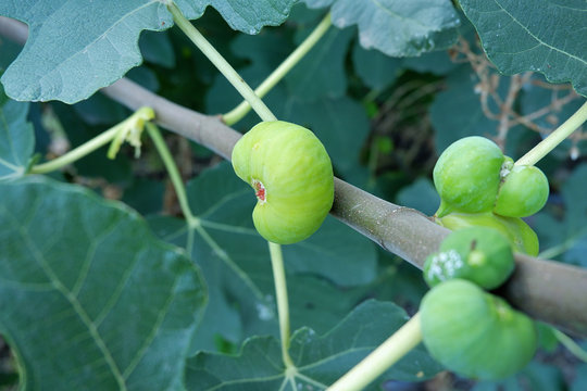 Figs on the bush