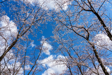 春うららお花見イメージ　卯辰山公園四百年の森