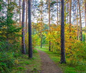 The road in the forest.Forest path going among the pines and firs.