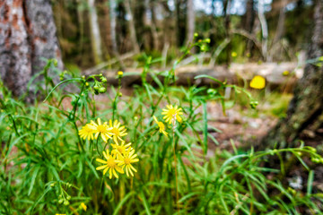 Spätsommer im Nationalpark Eifel