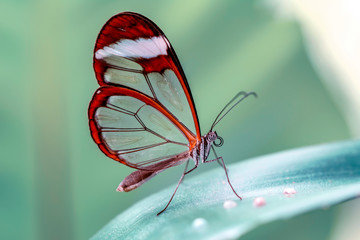 Fototapeta na wymiar Glasswing Butterfly (Greta oto) in a summer garden