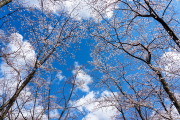 春うららお花見イメージ　卯辰山公園四百年の森