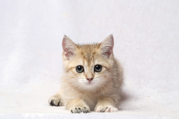 The British Shorthair Cat in room