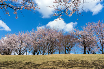 満開の桜と雲　奥卯辰山健民公園