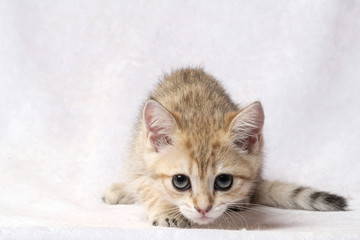 The British Shorthair Cat in room