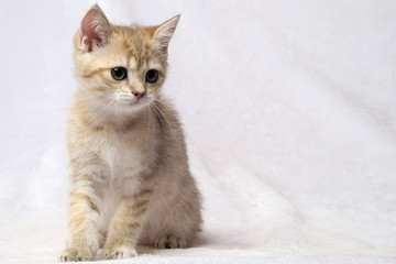 The British Shorthair Cat in room