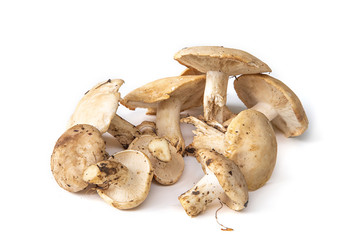 Champignons