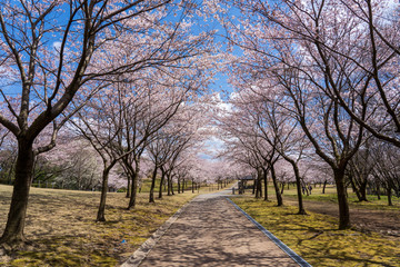 Obraz premium 満開の桜 奥卯辰山健民公園