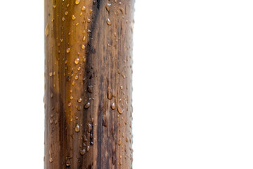 Bamboo varnished logs with white background and raindrops