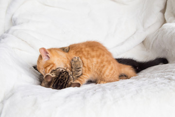 Chatons