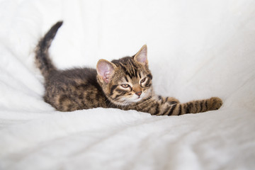 Fototapeta premium Chaton gris