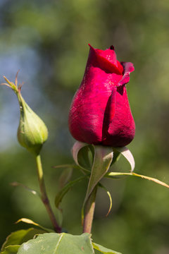 44 227 Best Rose Rouge Images Stock Photos Vectors Adobe Stock