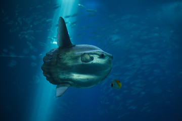 Ocean sunfish (Mola mola) - obrazy, fototapety, plakaty
