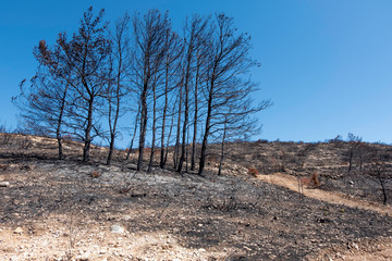 black burned trees of forest destroyed by fire at urla, izmir, Turkey