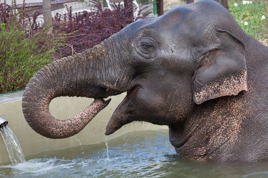 Asian elephant (Elephas maximus) bathing.