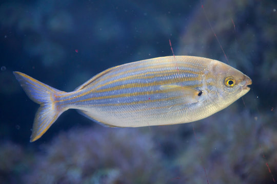 Salema porgy fish (Sarpa salpa)