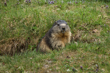 Naklejka na ściany i meble Alpine marmot (Marmota marmota).