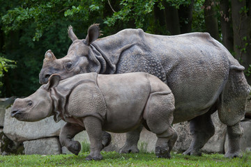 Obraz premium Indian rhinoceros (Rhinoceros unicornis).