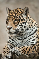 Obraz premium Jaguar (Panthera onca).