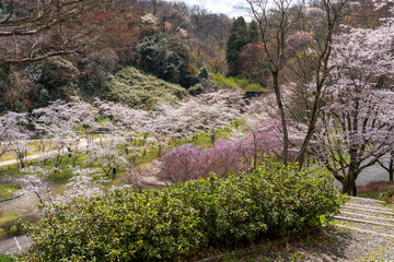 金沢市卯辰山のさくら名所　四百年の森