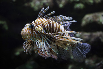 Naklejka na ściany i meble Red lionfish (Pterois volitans).