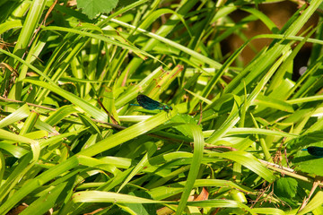 Damselfly on grass near a riverbank