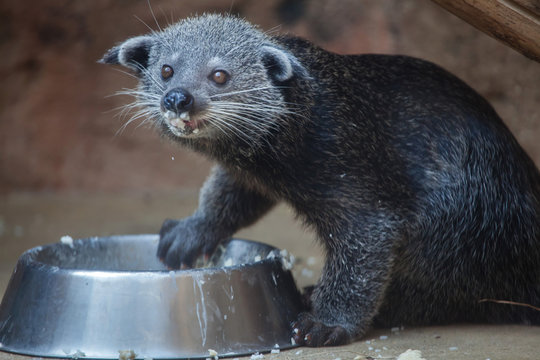 Binturong (Arctictis binturong)