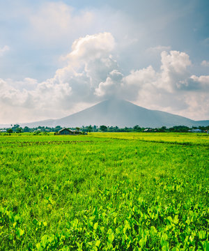 Refreshing scene of verdant rice field at Calauan, Laguna with Mt. Makiling in the background