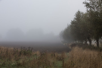 Obraz na płótnie Canvas Skåne landscape in autumn fog ( haze mist )