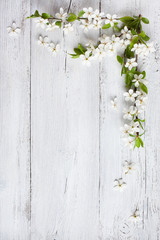 Fototapeta premium Spring blossoming cherry plums on wooden background