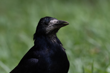 portrait of a crow