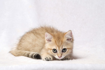 The British Shorthair Cat in room